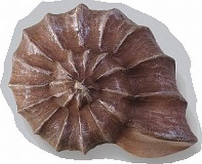 Gałka meblowa Muszla 3 WP-H