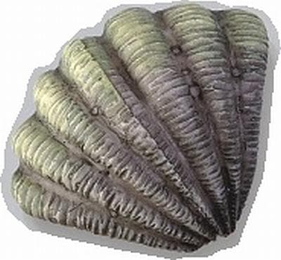 Gałka meblowa Muszla 2 WP-G