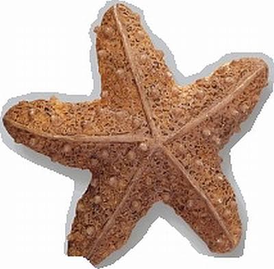 Gałka meblowa Rozgwiazda WP-E